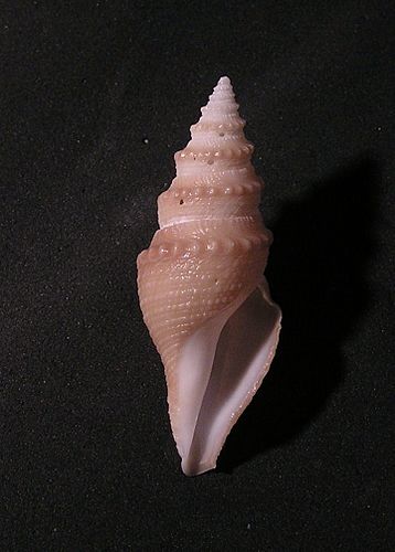 Bathytoma helenae